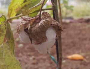 「世界の今とエシカル」ワタの実がはじけています！
